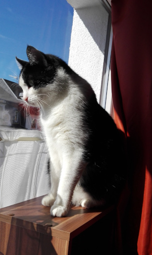 tuxedo cat Belphegorr window