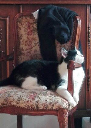 tuxedo cat Belphegorr on chair