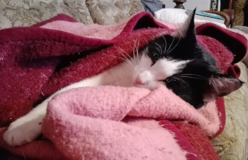 tuxedo cat Belphegorr in sheet