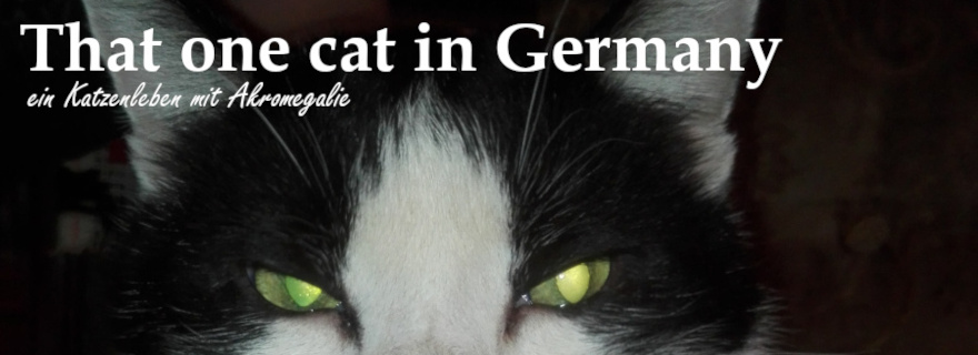 tuxedo cat Belphegor eyes and ears