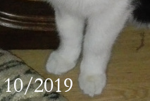 tuxedo cat Belphegor paws