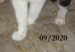 tuxedo cat Belphegor paws deformation acromegaly