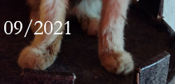 tuxedo cat Belphegor paws deformation acromegaly