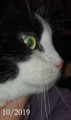 tuxedo cat Belphegor face