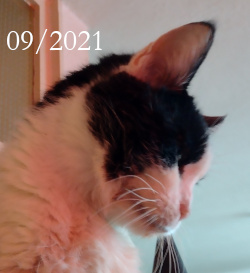 tuxedo cat Belphegor face deformation acromegaly